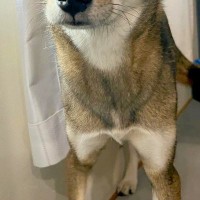 犬の前で『巨大なオナラ』をしてしまった飼い主→ふと顔を覗くと…人間のような『表情』の一枚に反響「眉毛がｗｗ」「体の心配をしてるのかも」
