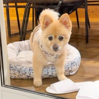 赤ちゃんと犬を連れて『家族旅行』に行った結果→夜、突然犬が吠えたので外を見たら…衝撃的な光景が33万再生「素晴らしい」「無事でよかった」
