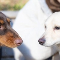 犬同士を仲良くさせる方法とは？多頭飼いを始める前に必ず知っておくべきことまで解説