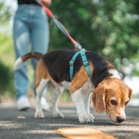 犬が『ニオイ』を嗅ぐのはなぜ？どんな情報を読み取っているの？知られざる驚きの能力まで