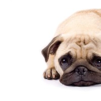 『愛情不足な犬』がみせるサイン5選　愛犬を満足させるために飼い主がすべき接し方とは？