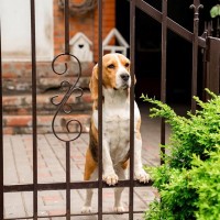 犬の飼い主が他人に配慮すべきこと3つ　近隣住民とのトラブルを回避するための心得まで