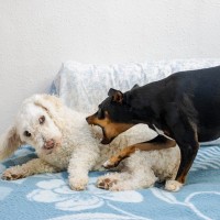 犬同士の喧嘩が起こる理由とは？じゃれ合いかどうかを判断する方法や仲裁のコツまで