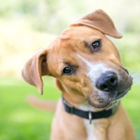 犬は『飼い主のことを嫌っている人』が分かる？判断する方法とは？優れた観察能力までご紹介
