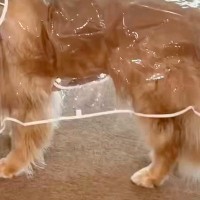 雨なので『カッパ』を着せられた大型犬→思った以上に『この世の終わりのような表情』に2万いいね「好きすぎるｗｗ」「虚無顔がかわいそ可愛い」