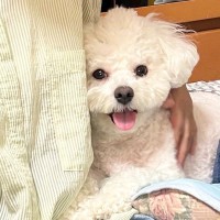 おばあちゃんが近くにいると笑顔の犬→おじいちゃんの場合は『表情と態度』が…あまりにもわかりやすい『感情が出ている光景』が37万表示