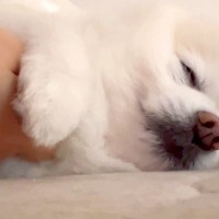 『二度寝するから撫でて』と頼んでくる犬→絶対に断ることができない『おねだり方法』に悶絶「撫でての仕方可愛すぎる」「手止めたら起きるの草」