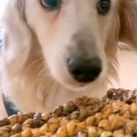 『2度も飼い主に捨てられた犬』"声がうるさい"と部屋に閉じ込められて…衝撃の半生と『涙の光景』が42万再生「ありがとう」「本当よかった」