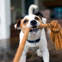 犬にとって『超危険なおもちゃ』7選　絶対に与えてはいけない玩具の特徴や考えられるトラブルまで