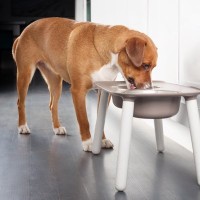 犬に絶対NGな『食器』6選　危険なお皿の特徴や愛犬に与える悪影響まで解説