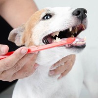 犬に絶対NGな『歯磨きの仕方』6選　過度なケアが引き起こすトラブルや適切なお手入れまで