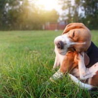 犬にとって超危険な『有害な虫』5選　愛犬が触れてしまったときにみられる症状や予防策まで