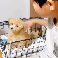 『大きくならない』と言われて飼った子犬→『このまま小さく育つ』と思ったら、1年後…予想外だった『現在』が24万再生「可愛い」「愛の重み」