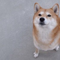犬に絶対やってはいけない『愛情表現』7選　愛犬を苦しめる飼い主の行動や適切なスキンシップまで