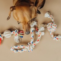 犬が使う『おもちゃのロープ』に潜む危険とは？考えられるリスクや対策までご紹介