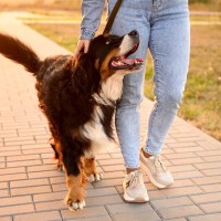 犬を飼うと『人生が変わる』って本当なの？そう言われている5つの理由や暮らしの変化まで
