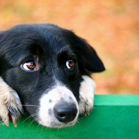 犬が『横目でこっちを見てくる』心理5つ　飼い主のことをチラ見するのはなぜ？