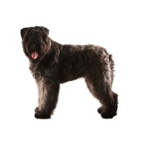 日本ではあまり見かけない『珍しい犬種』5選　どうやって迎えたらいいの？飼育の注意点まで解説