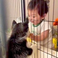 赤ちゃんが『ハスキー犬に慣れ過ぎた』結果→家に『ハスキーの子犬』がやってくると…思わず和む『尊い光景』が42万再生「優しい」「手慣れてる」