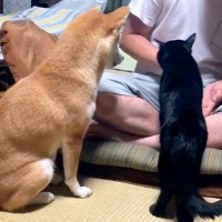 おやつのために芸をする犬→クロネコにも『お手』をさせようとしたら…コントのような『まさかの展開』が100万再生「一生懸命ｗ」「いいコンビ」