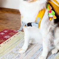 雨が止んだので、散歩に行こうとした犬→『完璧な準備』をした後、再び雨が降ってしまい…想像以上の『絶望顔』が719万再生「猫気まずそうで草」