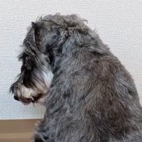 5年以上、外の世界を知らずに生きてきた『元繁殖犬』をお迎え→最初はご飯も食べてくれずに…思わず見違える『1年後の光景』に感動「幸せなお顔」