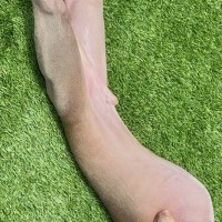『たまに何と生活しているのかわからなくなる』芝生で寝転がる犬を撮影→思わず納得する『まさかの一枚』に爆笑「やっと分かったｗ」「もはや芸術」
