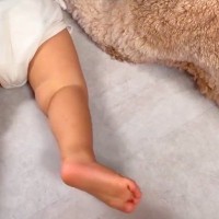 1歳の男の子と大型犬が『やけに静かだな』と思い、様子を見てみたら→こっそりと…『本当の姉弟』のような光景が51万再生「仲間入りしたい」