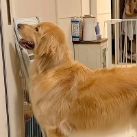久しぶりに友人がお泊りに来る日→大型犬がドアの前でソワソワして…大好きが爆発している『再会の瞬間』が50万再生「羨まし過ぎ」「最高です」
