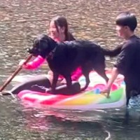 川で『お気に入りの棒』を見つけた大型犬→そのまま遊んでいたら…まさかのハプニングに爆笑続々「クリーンヒットしてて草」「思わず声出たｗ」