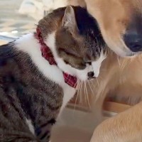 猫が『大型犬に恋をした』結果→大胆なスキンシップで猛アタックして…種族の壁を超えた『愛おしすぎる光景』に反響「なんて可愛いの」「ラブラブ」