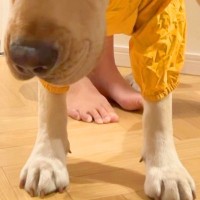 雨の日、大型犬にカッパを着せた結果→『嫌な気持ち』が顔に出ていて…絶望してしまった『表情』が79万再生「腹よじれるｗ」「渋い顔で草」