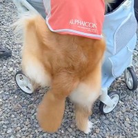 新しい『犬のカート』を買った結果→大型犬が『乗りたい』と訴えて…自分の大きさを理解していない『まさかの光景』が164万再生「声出して笑った」