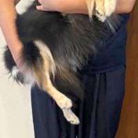 『なんだかうちのチワワ思ったよりデカいな…』ママに抱っこされるチワワ→絶対に小型犬には見えない『衝撃の光景』に1万いいね「存在感ｗｗ」