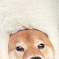 ドライブが大好きな2匹の犬→特等席に行きたくて、互いに譲らず…後部座席からの『まさかの光景』に2万いいね「どっちが本体？」「雑技団で草」