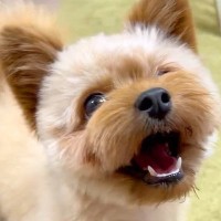 『病院行くよ』と言ったら『美容院』と勘違いし、笑顔になった犬→『違うよ』と伝えたら…まさかの表情に2万いいね「わかりやすｗ」「光が消えた」