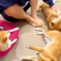 女の子が『3匹の犬』を同時に撫でようとした結果→手では足りず『足を使う』と思いきや…まさかの『最終手段』に絶賛「最高すぎる」「幸せだ」