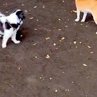『犬見知りワンコ』がドッグランに集まった結果→『さすがに遊ぶかな』と思ったら…想像以上の光景に2万いいね「みんな地蔵で草」「静かすぎｗ」