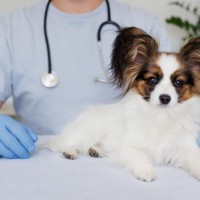 【獣医師監修】パピヨンは病気になりやすい？注意したい病気・症状や治療費、健康管理まで解説