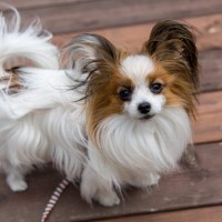 【獣医師監修】パピヨンの散歩は毎日必要？時間・回数・距離の目安や歩かないときの対処法を解説