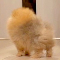 『パパだー！』帰宅時、ドアを開けた瞬間に"極小子犬"がお出迎え→とんでもなく尊い『熱烈大歓迎』が36万再生「可愛すぎ」「早く帰りたくなる」