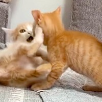 2匹の子猫が遊んでいたら『ぼくも混ざりたい』と犬が近づいて…一生懸命『仲間入り』しようとする光景が43万再生「健気」「表情がたまらない」