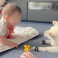 赤ちゃんが『大好きな老犬』に触ろうとした結果→『どうするのかな』と見ていたら、恐る恐る…あまりに尊い光景が12万再生「なんて優しい時間」