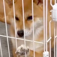 お客さんが家に来るので『犬をケージ入れた』結果→不満が爆発して…あまりにもわかりやすい『ブチギレの表情』が38万再生「拗ね方超絶可愛いｗ」