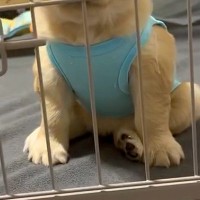 寝る時間になったので『赤ちゃん犬をケージに入れた』結果→ふと顔を見てみると…子犬とは思えない『不満の表情』が28万再生「わかりやすすぎｗ」