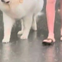 台風のため、パパが早めに犬の散歩へ→天気予報が外れ『大丈夫かな』と心配していたら…まさかの表情が73万再生「貫禄あって草」「顔たまらんｗ」