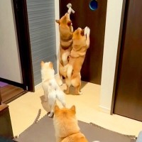 久しぶりに長女が家に帰ってきた結果→4匹の犬が状況を察して、ドアの前で…家族愛に溢れた『再会の瞬間』に反響「おみみ可愛い」「天国では」