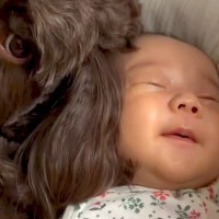 赤ちゃんが『生まれたときから犬と育った』結果→成長すると、犬を見るたびに…あまりにも尊い反応に絶賛続々「可愛い」「笑い声につられるｗｗ」