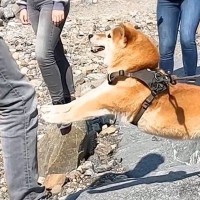 カナダで散歩する2匹の犬→途中で見かけたお兄さんに『一目惚れ』をして…まるで『恋』をしているような行動が25万再生「私も突撃されたい」