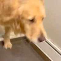 お風呂に入っていたら、大型犬が『一緒に入りたい』と駄々をこねて…思わず笑う『退場の仕方』に反響「大きい赤ちゃんで草」「子どもみたいｗ」